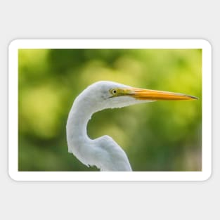 handsome great egret Sticker